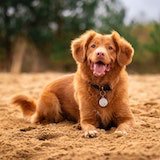 dog picture in a wood