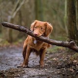 dog picture with a stick